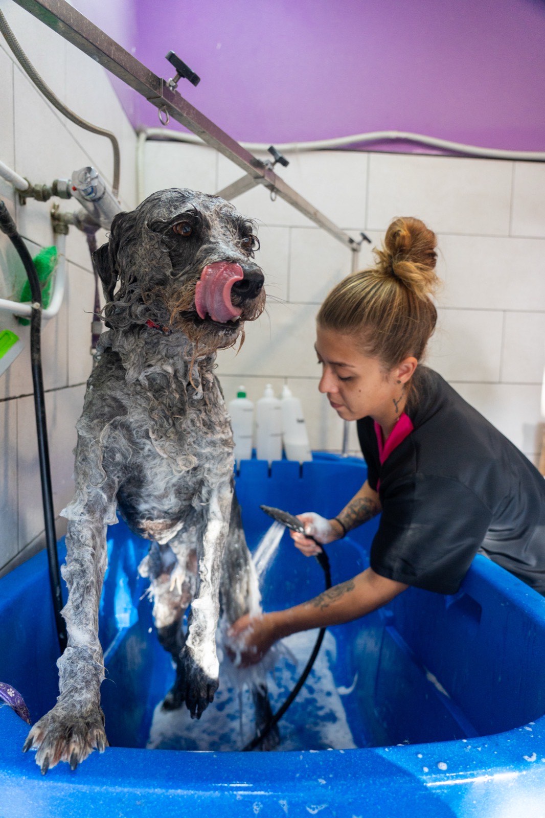 A dog being gently washed in the grooming basin