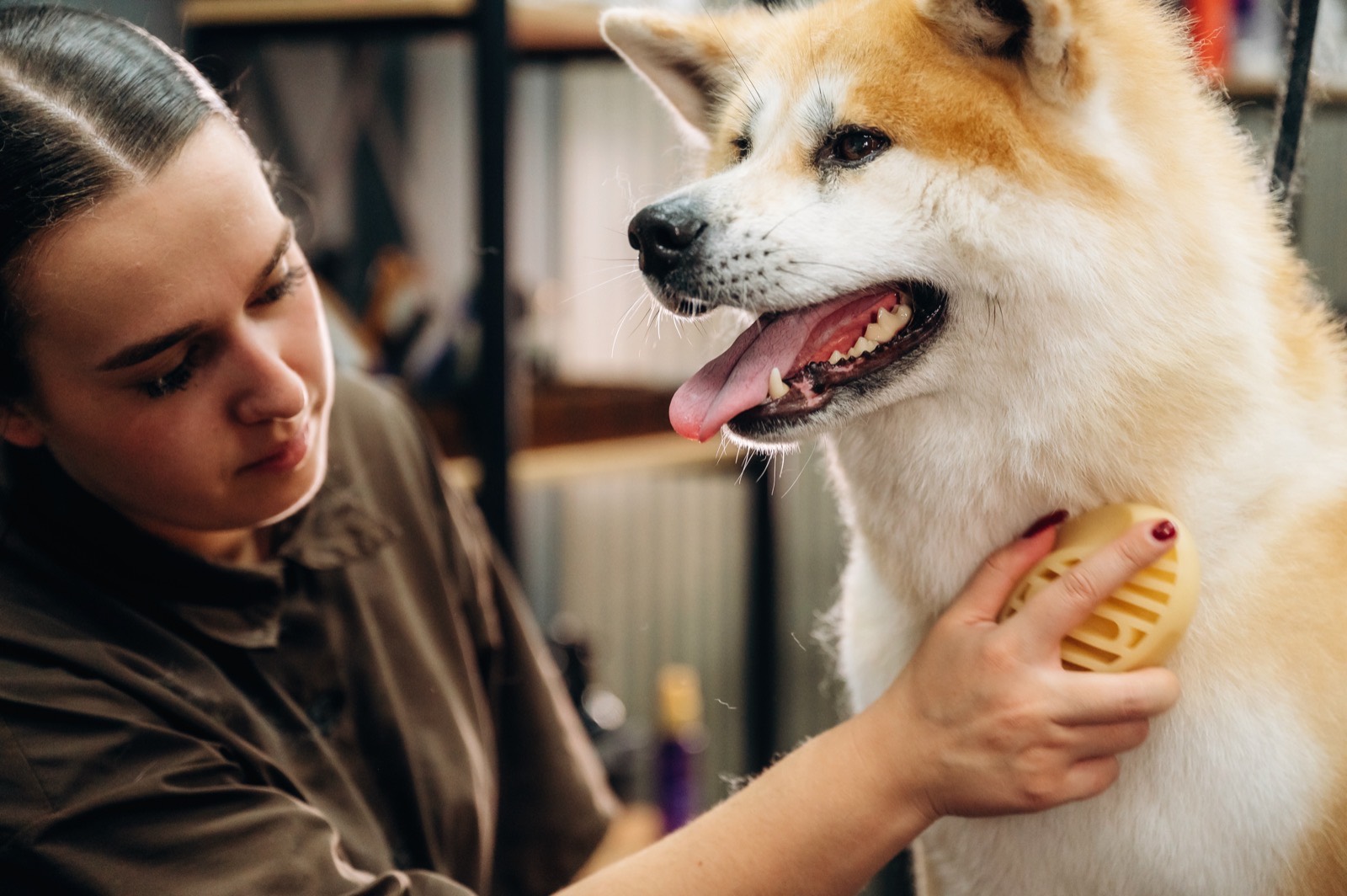 A groomer working with a tan and white dog
