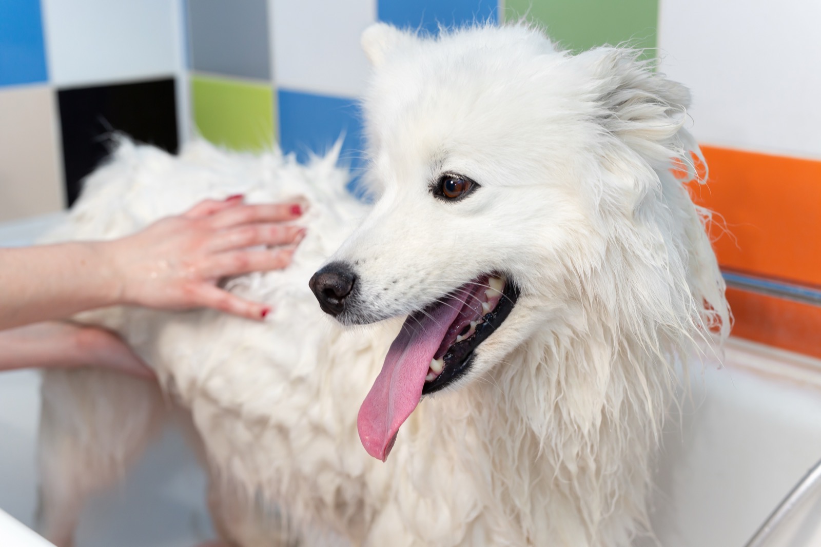 A groomer gently bathing a fluffy Samoyed dog