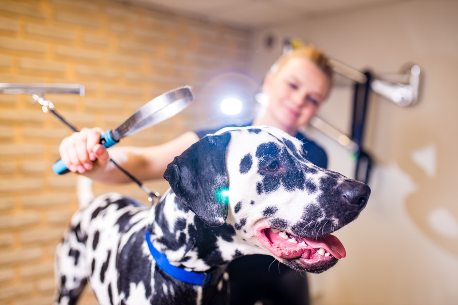 A groomer combing a dog's coat during a de-shedding treatment