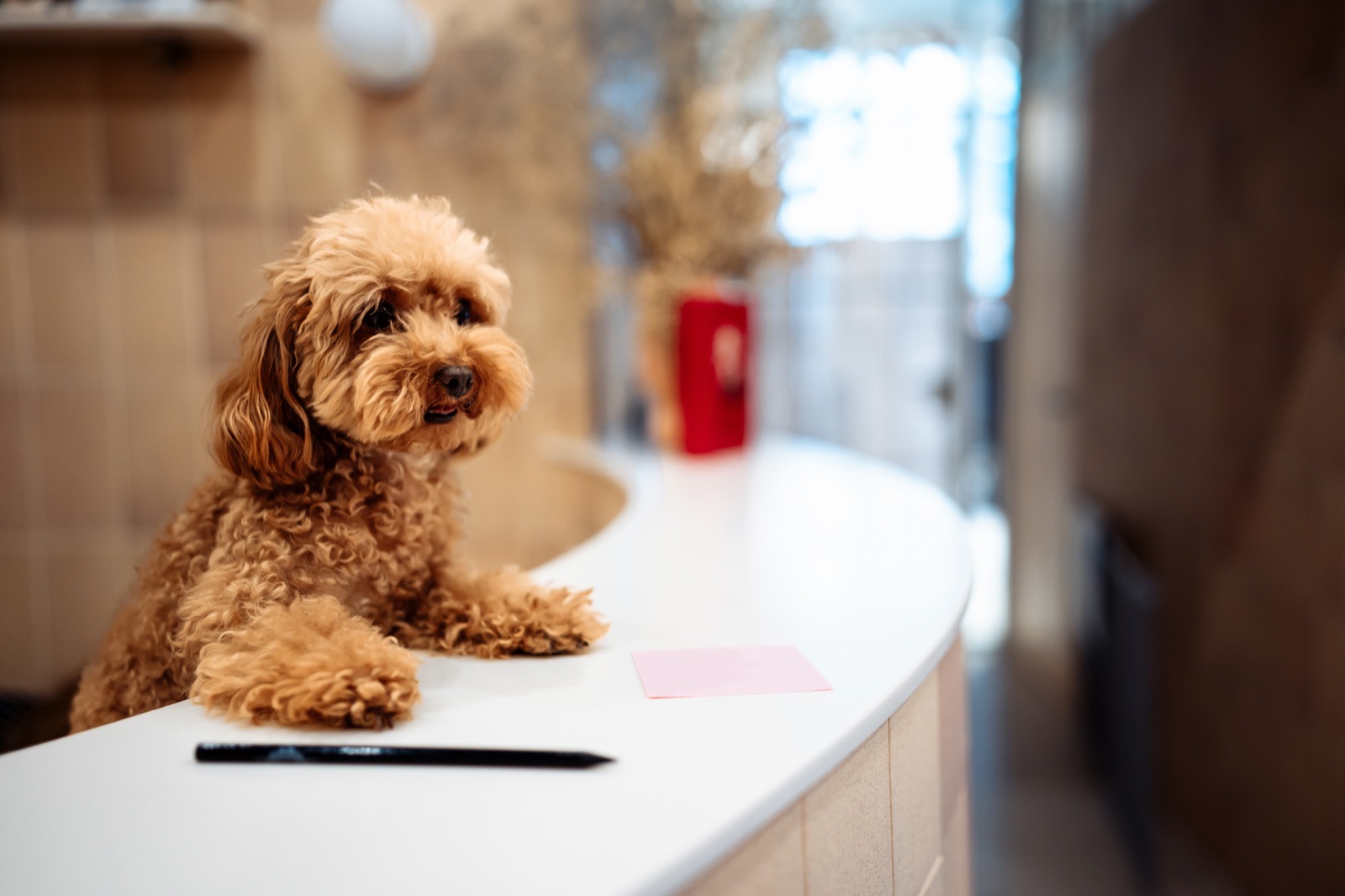An adorable puppy during a gentle first grooming visit
